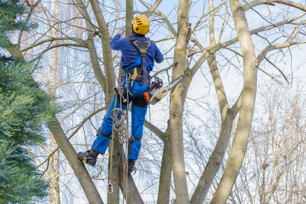 How Our Tree Care Process Works  in  Howard Lake, MN